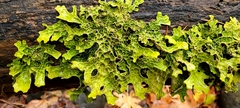 Lobariaceae