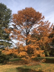 Pseudolarix amabilis