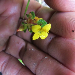 Chaetolepis microphylla