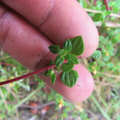 Chaetolepis microphylla