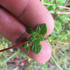 Chaetolepis microphylla