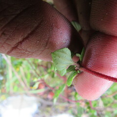 Chaetolepis microphylla