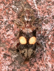 Enoclerus bimaculatus