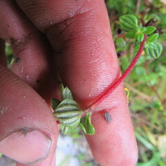 Chaetolepis microphylla