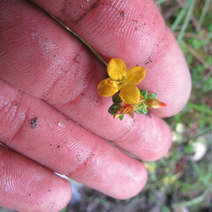 Chaetolepis microphylla