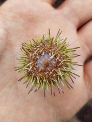 Psammechinus miliaris