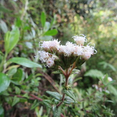 Chromolaena bullata