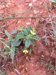 Crotalaria sagittalis