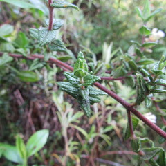 Chromolaena bullata