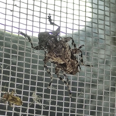 Aegomorphus jaspideus