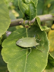 Biprorulus bibax