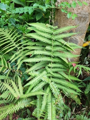 Christella parasitica