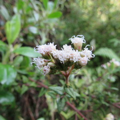 Chromolaena bullata