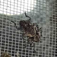 Aegomorphus jaspideus
