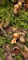 Calostoma lutescens