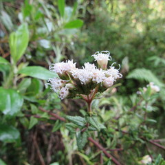 Chromolaena bullata