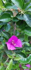 Bougainvillea