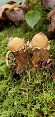Calostoma lutescens