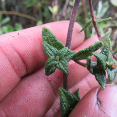 Chromolaena bullata