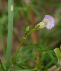 Ipomoea costellata