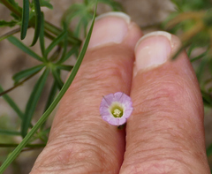 Ipomoea costellata