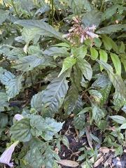 Strobilanthes flexicaulis