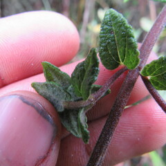 Chromolaena bullata