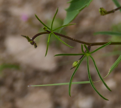 Ipomoea costellata
