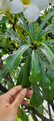 Plumeria pudica