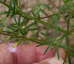 Ipomoea costellata