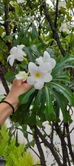 Plumeria pudica