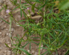 Ipomoea costellata