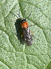 Monophadnus nigriceps