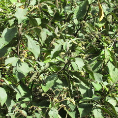 Varronia cylindrostachya