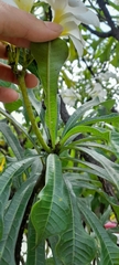 Plumeria pudica