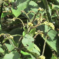 Varronia cylindrostachya