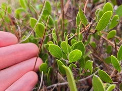 Arctostaphylos hookeri hookeri