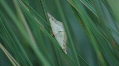 Psamatodes abydata