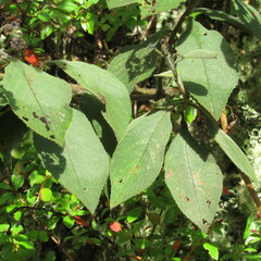 Varronia cylindrostachya