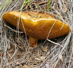 Suillus kaibabensis