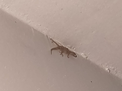 Hemidactylus mabouia