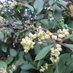 Varronia cylindrostachya