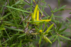 Persoonia juniperina