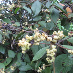 Varronia cylindrostachya