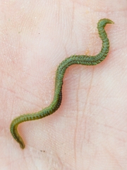 Eulalia