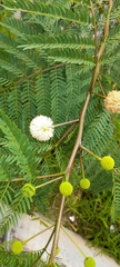 Leucaena