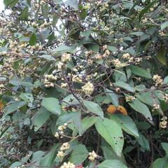 Varronia cylindrostachya