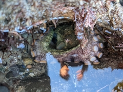 Octopus bimaculoides