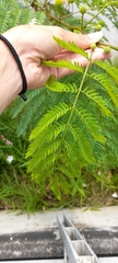 Leucaena