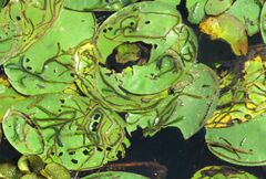 Polypedilum braseniae